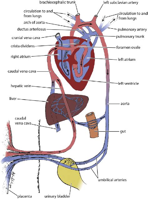 臍靜脈充氧血|胎兒血液循環(Fetal circulation)